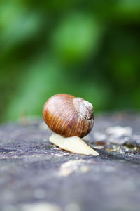 Close-up of snail