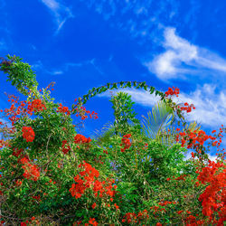 Low angle view of flowering plants against blue sky