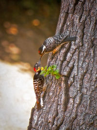 Close-up of insect on tree trunk