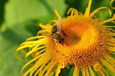 Close-up of bee pollinating on yellow flower