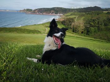 Dog lying on grassy field