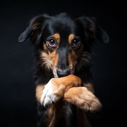 Portrait of border collie isolated on black background