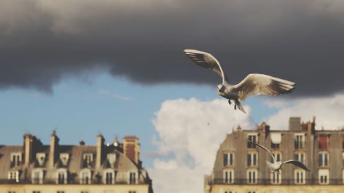 Close-up of seagull flying against sky