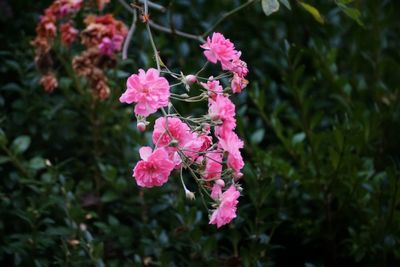 Close-up of pink flowering plant