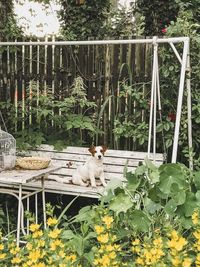 Cat sitting in a yard
