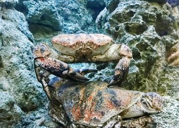 Close-up of crab on rock by sea