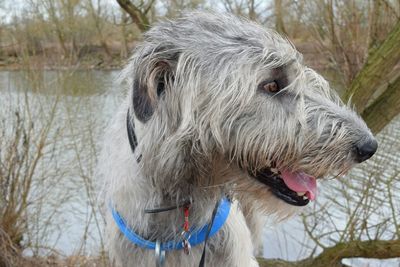 Close-up of dog against trees