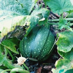 Close-up of fruit growing on plant