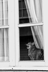 Cat sitting on window sill