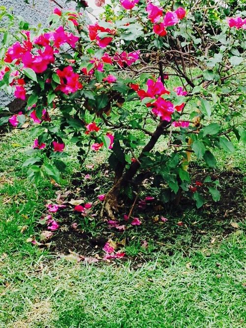 flower, growth, freshness, beauty in nature, plant, fragility, nature, green color, pink color, grass, petal, field, blooming, high angle view, leaf, in bloom, red, flower head, day, outdoors