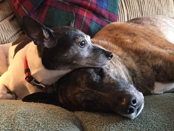 Close-up of dog relaxing on floor