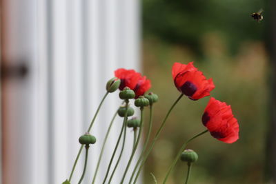 Close-up of red rose blooming outdoors