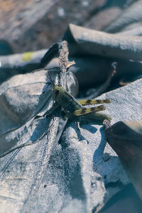 Close-up of insect on rock