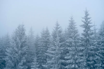 Trees in foggy forest in winter