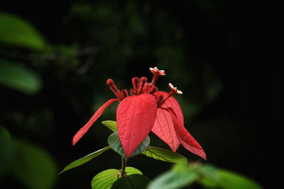 Close-up of red rose flower