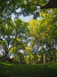 Trees in forest