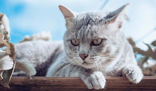 The cat on the table looking down