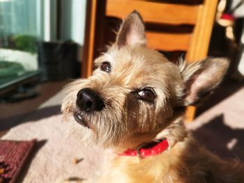 Portrait of dog relaxing at home