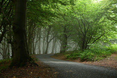 Road in forest