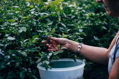 Midsection of person holding blueberries in pot in front of plant