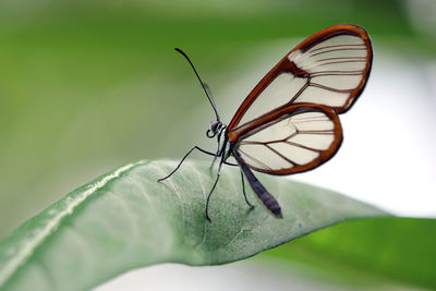 Close-up of butterfly on leaf