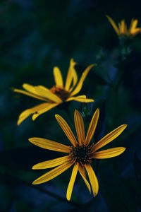 Close-up of yellow flower