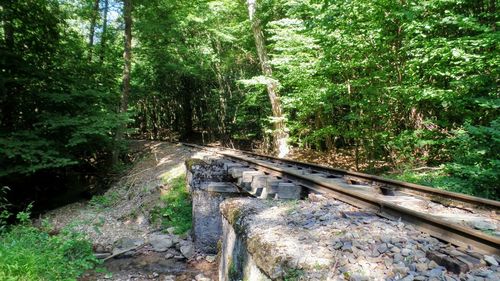 Railroad track amidst trees in forest