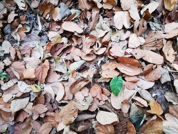 Full frame shot of dried autumn leaves on field