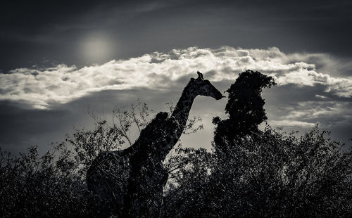 Man on tree against sky