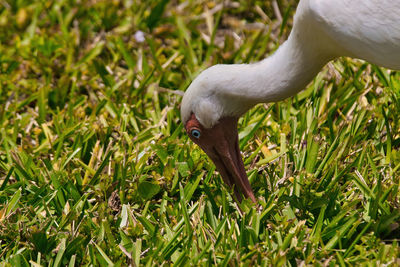 Close-up of a bird on field