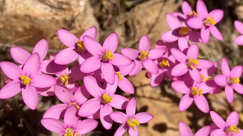 Close-up of pink flowers