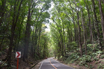 Road amidst trees in forest