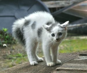 Close-up portrait of cat