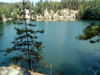 Scenic view of lake in forest