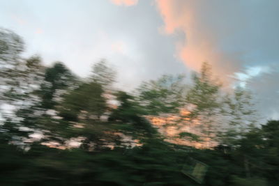 Low angle view of trees against sky