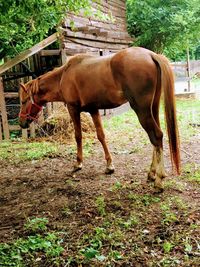 Horse standing in ranch