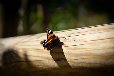 Closeup of a butterfly on wooden plank