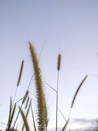 Low angle view of grass against clear sky