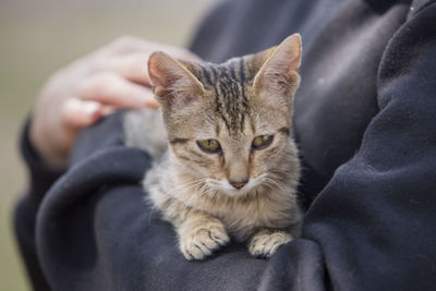 Close-up of cat