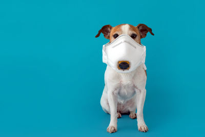 Portrait of a dog against blue background