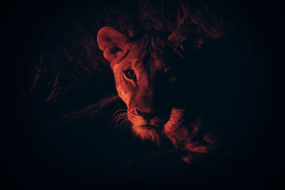 Midsection of man against black background at night