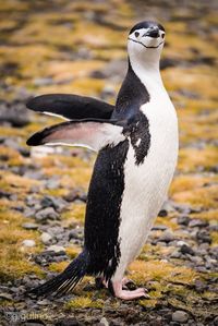 Close-up of penguin on rock