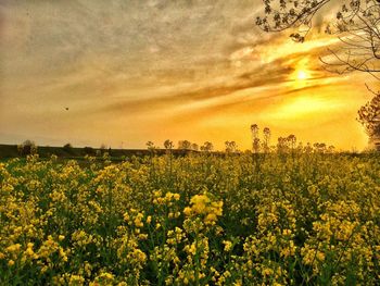 Yellow flowers growing in field