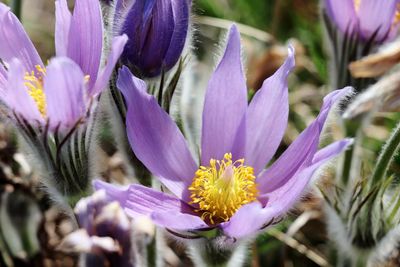 Close-up of purple flowering plants