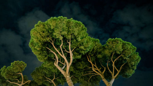 Close-up of tree against sky