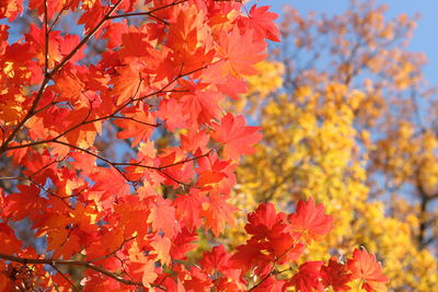 Close-up of maple leaves on tree