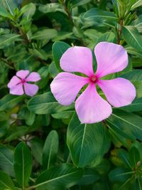 Close-up of pink flowers