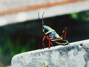 Close-up of insect