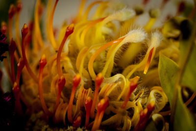 Full frame shot of yellow underwater