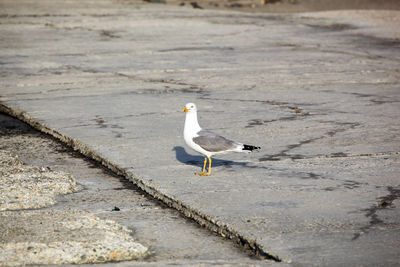 High angle view of seagull perching on road